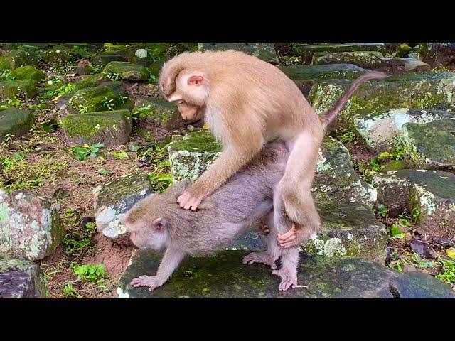 O-M-G ??? Very funny baby monkey trying to request mum milk, mum did great job