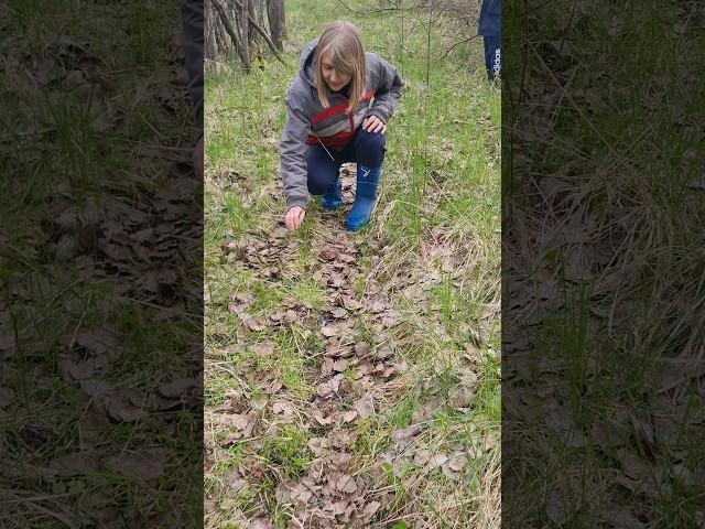 славное утро грибника. Зашли в лес и проскакали грибы СМОРЧКИ КОНИЧЕСКИЕ. #shorts