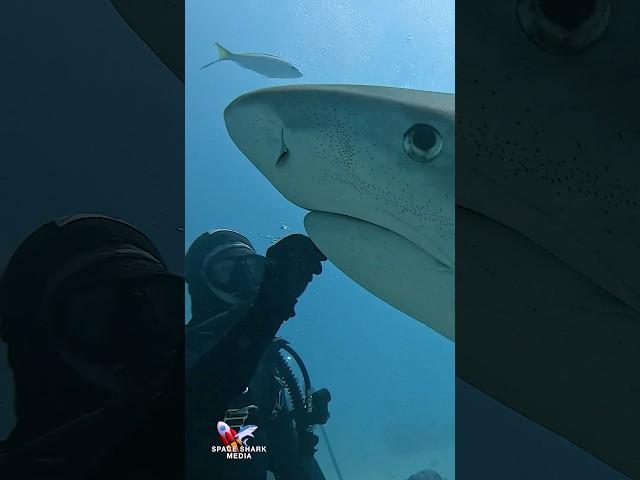 Tiger Shark smile and touch #shark #sharks #ocean #explore #adventure #sealife #sharkdiving