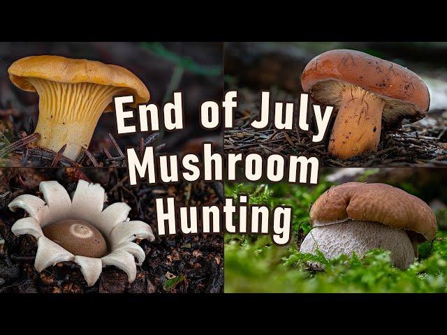 Mushroom Foraging - End of July 2023 - Cep | Boletus edulis | Golden chanterelle | Milkcap | Fungi