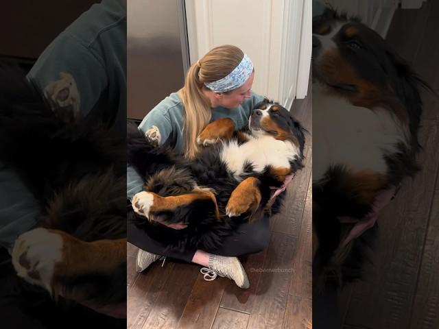 Big, Fluffy Rescue Dog Loves to Be Held Like a Baby 🩷 #bernesemountaindog #rescuedog