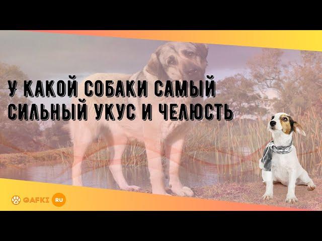 У какой собаки самый сильный укус и челюсть