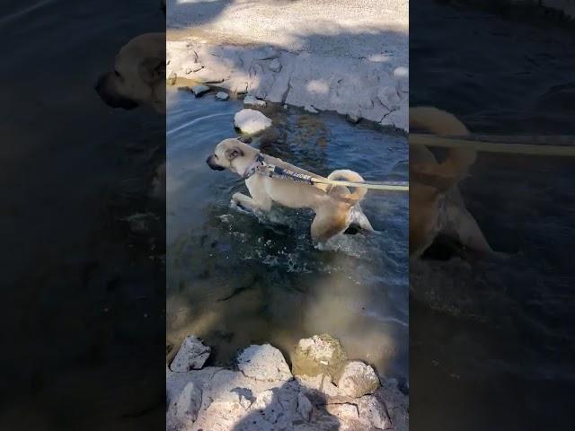 Video of adoptable pet named Tatiana (Courtesy post)