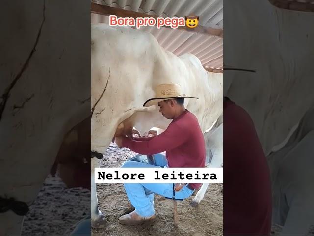 ordenhando vaca nelore#lidadegado #nelore #nelores #agro #vaca