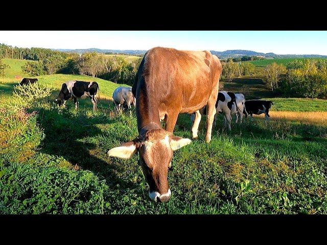 Dairy Farming and Grazing Cows On A Small Family Farm!