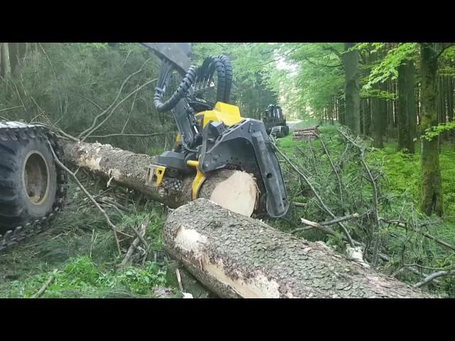 Ponsse Ergo C5 H7 - felling big tree!