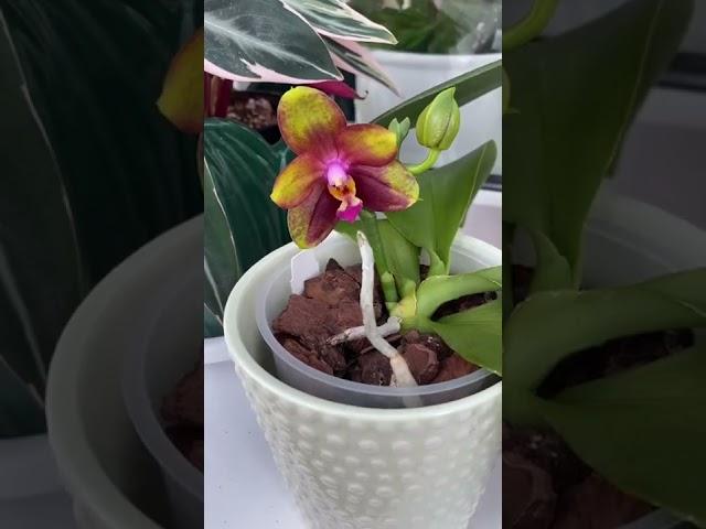 Phal. Rainbow “Joy” #orchids