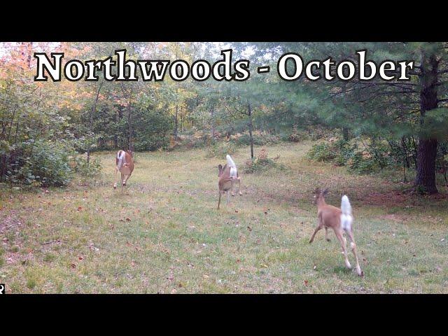 Forest critters getting ready for winter!  - Trail Camera Videos