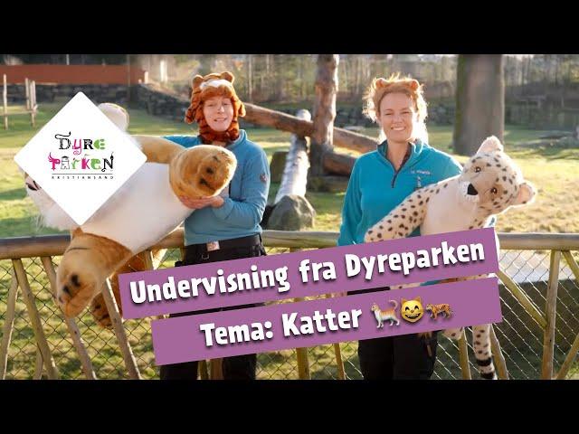 Undervisning fra Dyreparken: Katter 