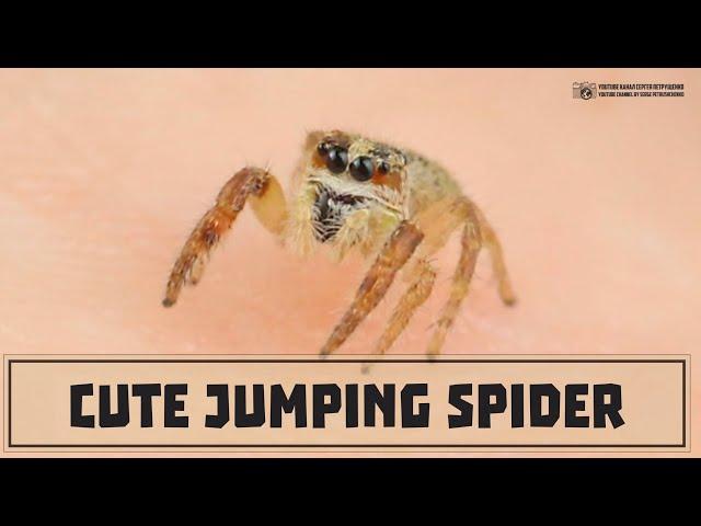 Little cute and funny jumping spider // Clever Cricket