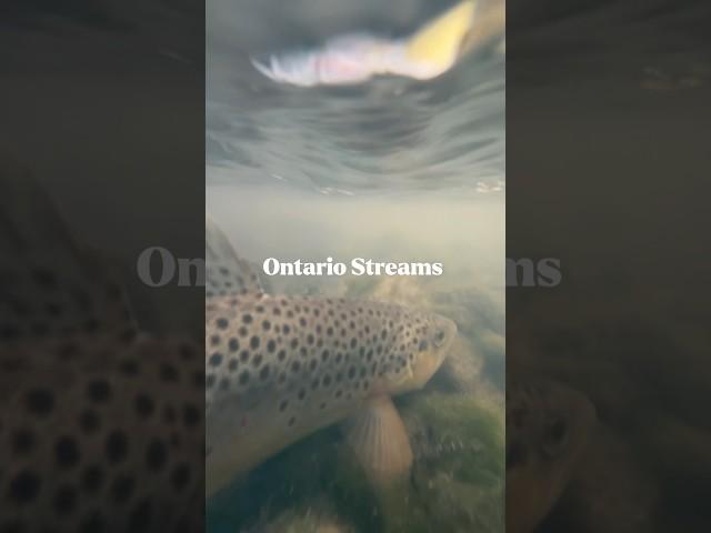 Science! Biology with Ontario streams #flyfishingonly #fishing #science #hydrology #fish #trout