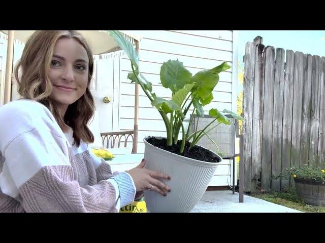 Natural/Unintentional ASMR | Repotting Plants