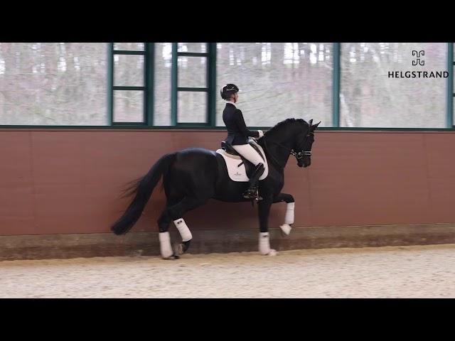 Global Player von Kastel's Grand Galaxy Win / Don Schufro - hengst geboren 2016 (GER)