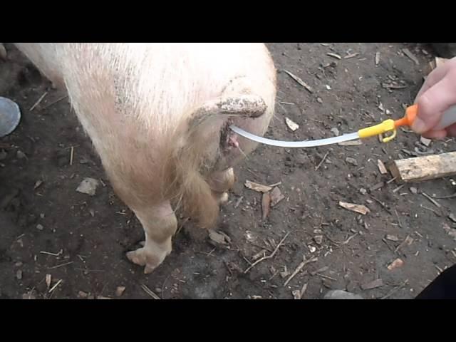 искусственное осеменение свиней.artificial insemination of pigs.