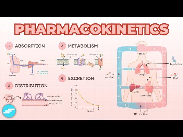 Introduction to Pharmacokinetics: ADME Overview | Pharmacology