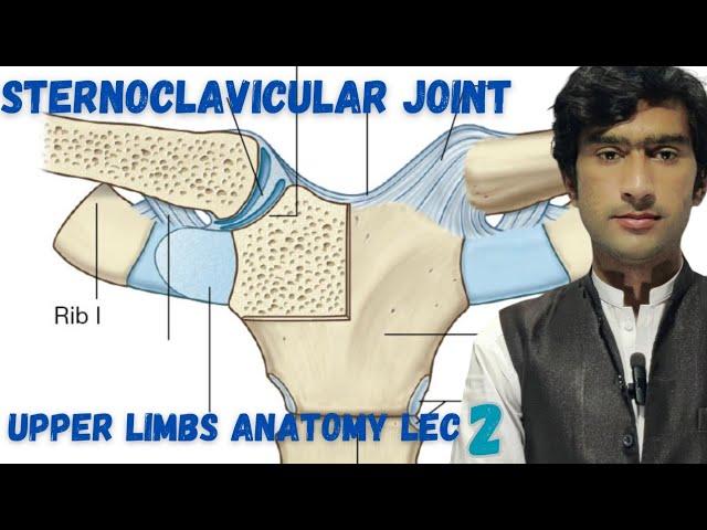 Sternoclavicular joint anatomy. by zawar yousafzai . by medexplora #2