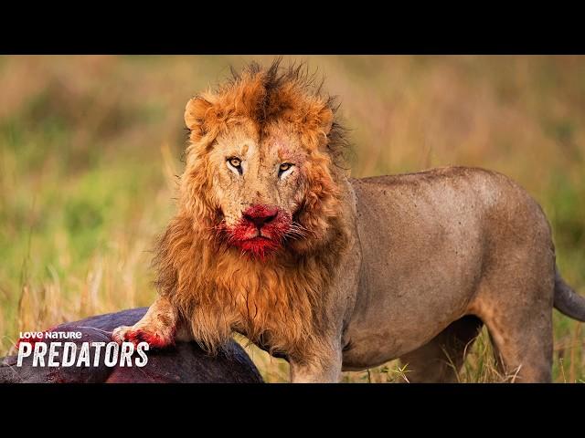 Tanzania's Most Powerful Lion Prides | Lion Dynasty