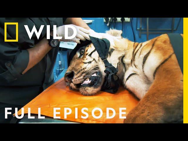 Treating Injured Tigers and Elephants (Full Episode) | Jungle Animal Rescue