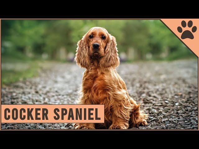 Cocker Spaniel - Dog Breed Information