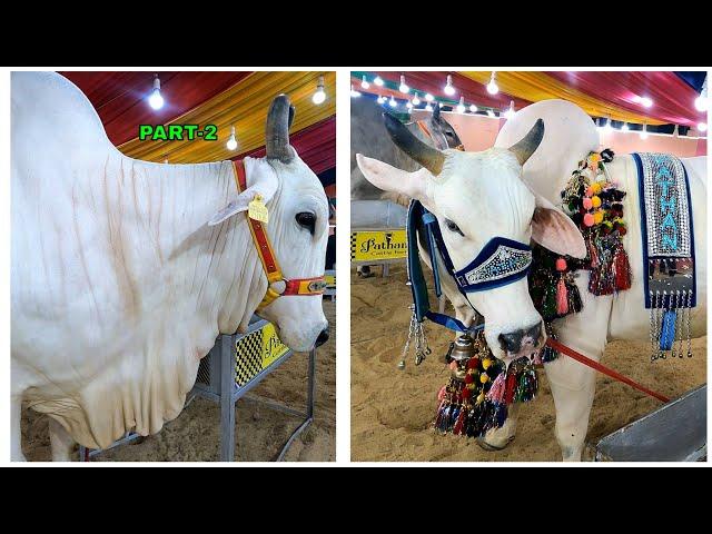 PATHAN CATTLE FARM OPENING CEREMONY PART-2 VLOG | PATHAN CATTLE FARM 2023 COLLECTION VLOG |