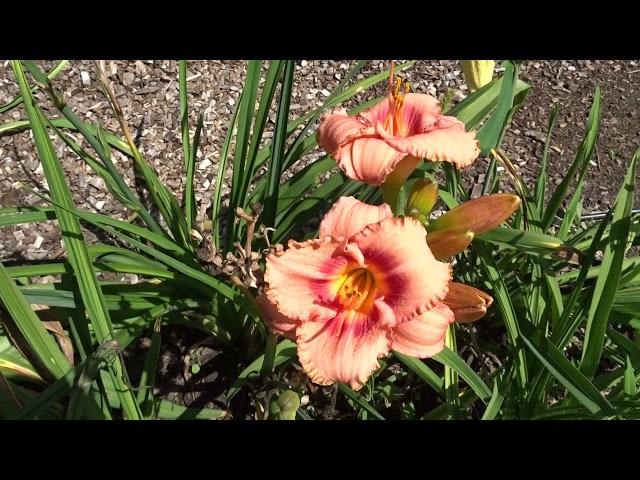 Hemerocallis ´Strawberry Candy´