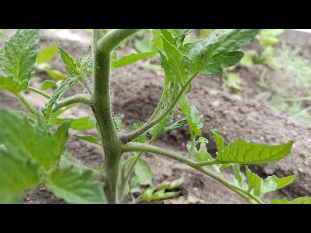 How to pinch tomatoes in the open field