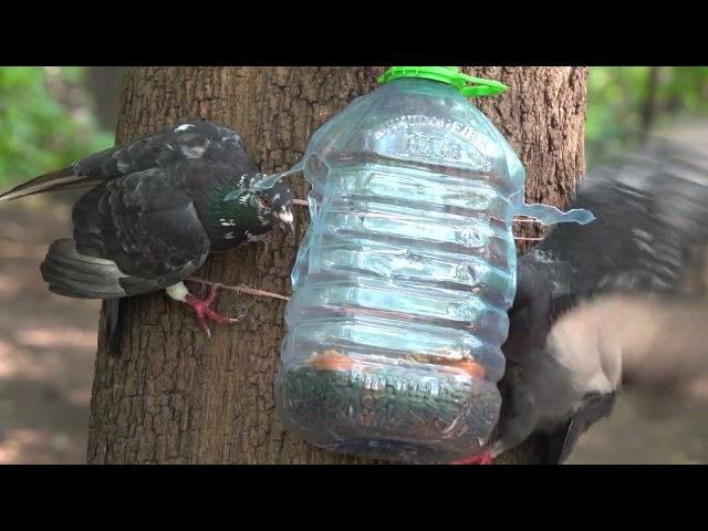 Немного про голубей и кормушки / A little bit about pigeons and feeders