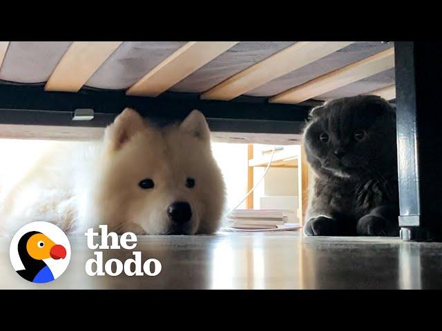 5 Times VERY Persistent Dogs Convinced Cat Siblings To Love Them Back | The Dodo