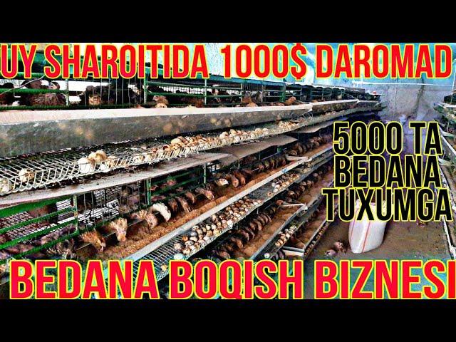 UY SHAROITIDA OYIGA 1000$ DAROMAD BEDANA  BOQISH BIZNESI TOLIQ MALUMOT