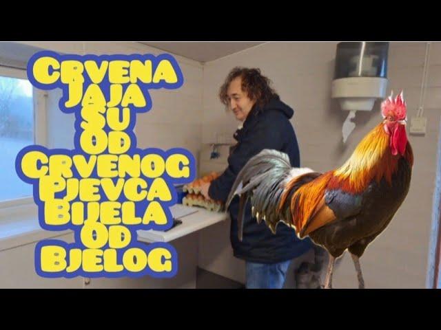 Crvena jaja su od crvenog pijevca bijela od bijelog