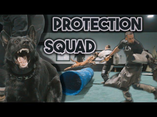 Protection Dog Training Day at Shield K9