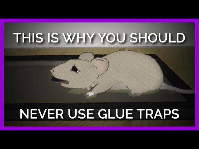 Why Nobody Should EVER Use Glue Traps