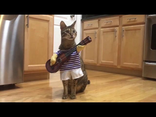 Funny Guitar Cat