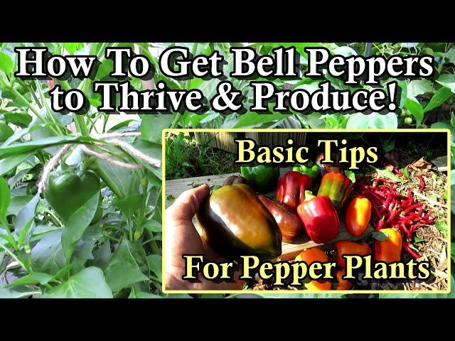 The Keys to Growing Thriving Prolific Bell Pepper Plants in Your Garden: They Love Loose Soil!