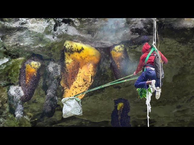 How To Harvest Fresh Honey With Bare Hands On Scary Cliffs