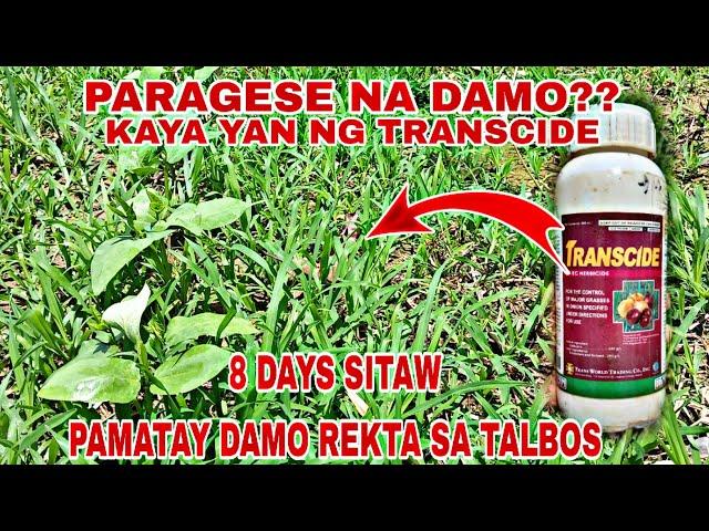 PARAGESE NA DAMO || PAMATAY DAMO REKTA SA SITAW ||  8 DAYS SITAW