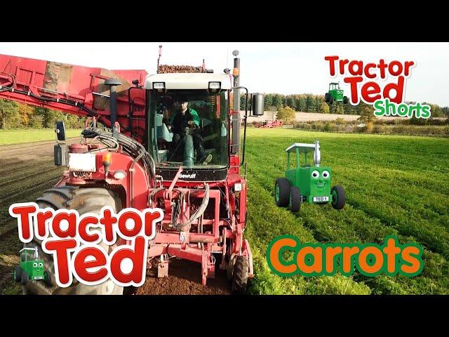 Lets Look at Carrots  | Tractor Ted Shorts | Tractor Ted Official Channel