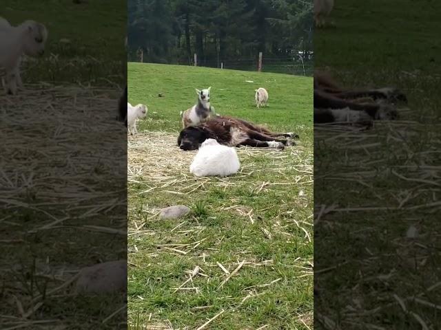 #lgd entertains #babygoats #livestockguardiandog #anatolianshepherddog #maremma #kevin #truelove