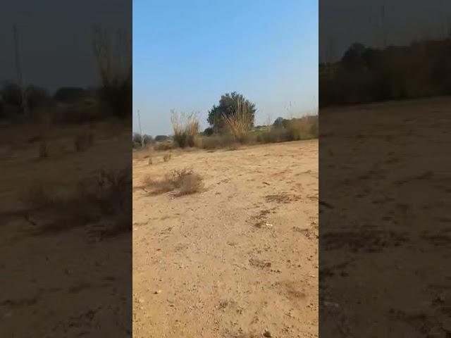 31 kanal land for sale in tahli ada jand carpet road front 300 ft demand 6 lakh pr kanal 03035214069