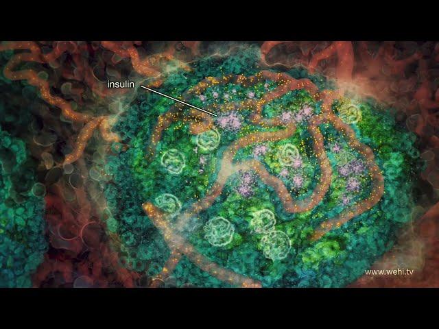 Type 2 diabetes - How and why does it occur - REDMEDBD