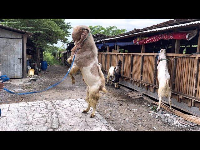 KAMBING RAKSASA KANDANG REYOT 