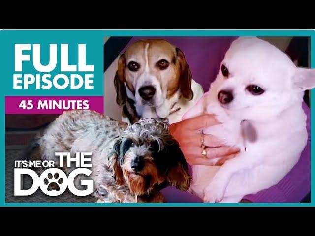 The Fattest Dogs Special: The Chunky Trio | Full Episode | It's Me or the Dog