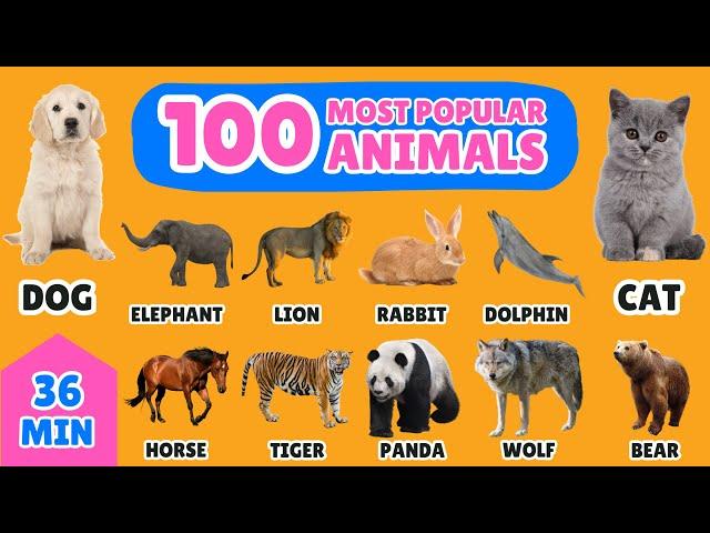 100 Most Popular Animals in the World | English Vocabulary for Kids | Fun Animal Names Learning!