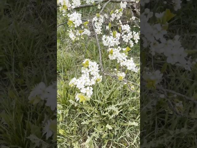 Любимая деревня
