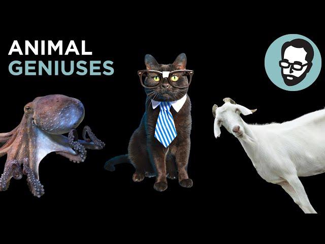 The 7 Smartest Animals In The World | Answers With Joe