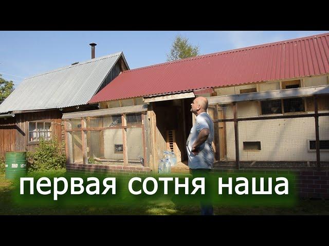 Пятая тренировка. летим  100 км. Спортивные голуби радуют. Бойные растут