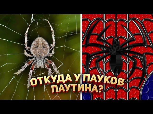  Откуда у пауков паутина?