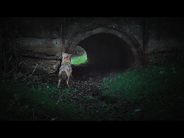 Golden Jackal finally arrived in Naliboki Forest