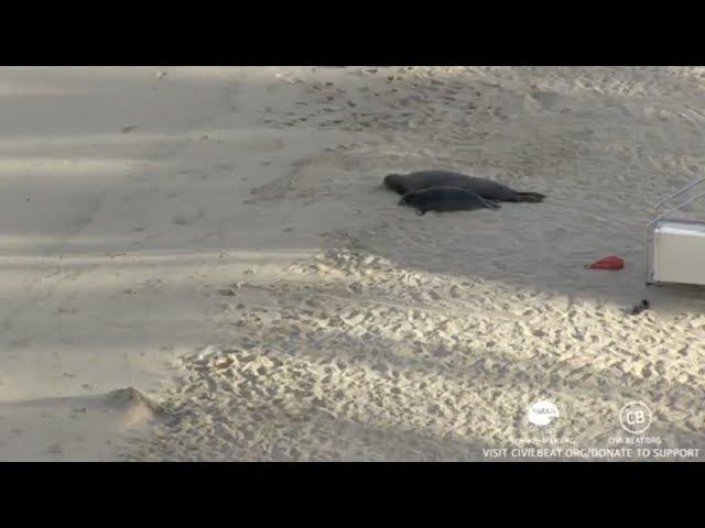 Hawaiian Monk Seals Rocky And Her Pup Kaimana Honolulu, Hawaii Live Cam