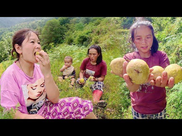 Herding cows & bullocks. Me, Dima & Saya Hang || Eating Local fruit दिमा र साया हाङ संग गोठालो गरेको